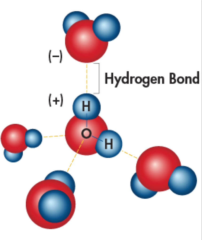 Hydrogen Bonding Is The Effect Of Water Molecules Attracted - Hydrogen Bonding Is The Effect Of Water Molecules Attracted (874x1020)
