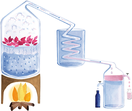 Steam Passes Through The Flower, Taking With It The - Steam Passes Through The Flower, Taking With It The (585x425)