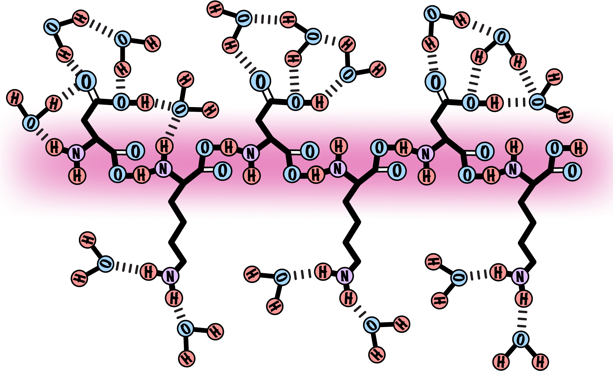 Schematic Of The Uptake Of Water Molecules By The Gelatin - Schematic Of The Uptake Of Water Molecules By The Gelatin (2090x1483)