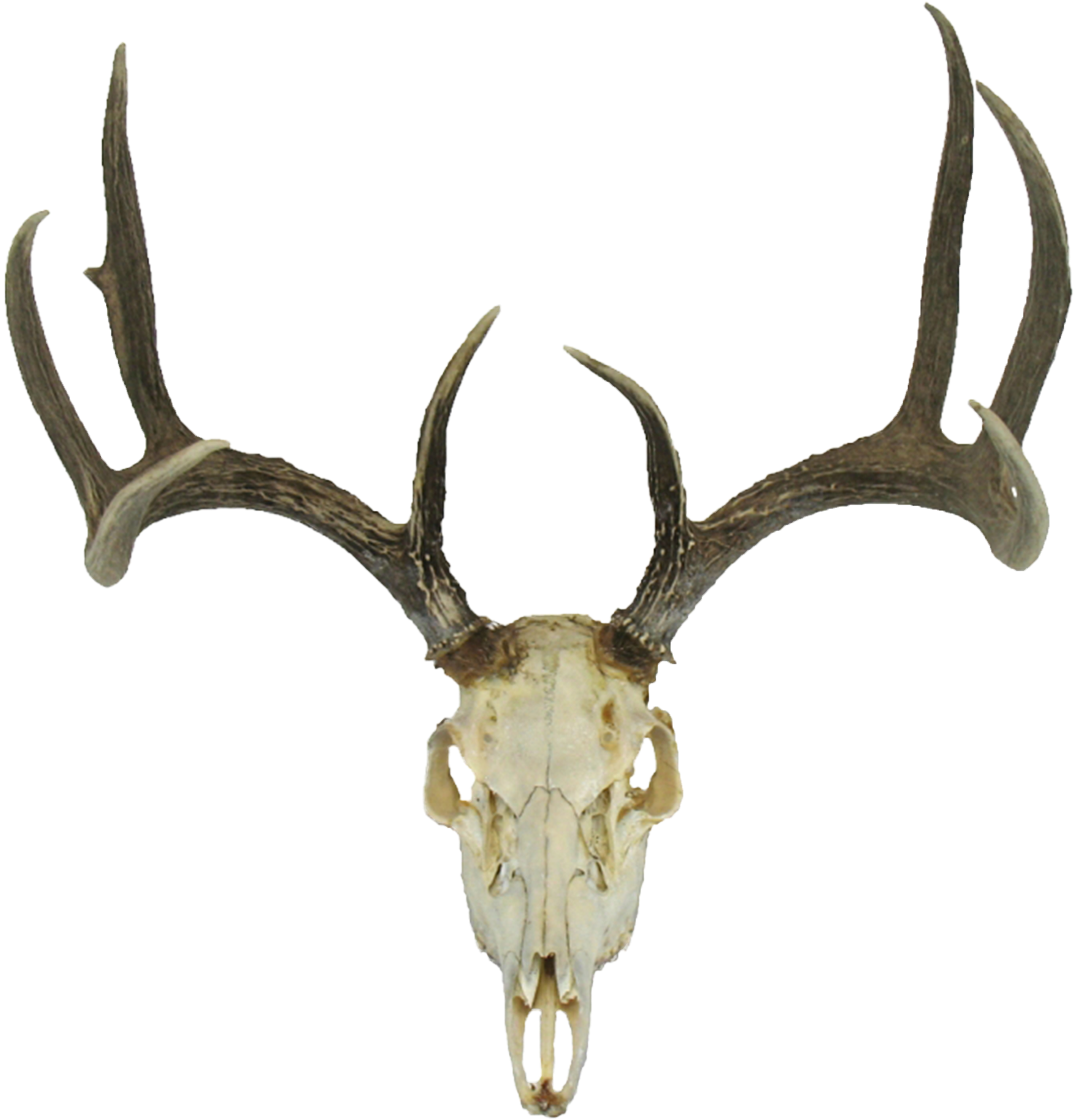 Deer Skull Drawing Earth - Deer Skull Drawing Earth (3500x3500)