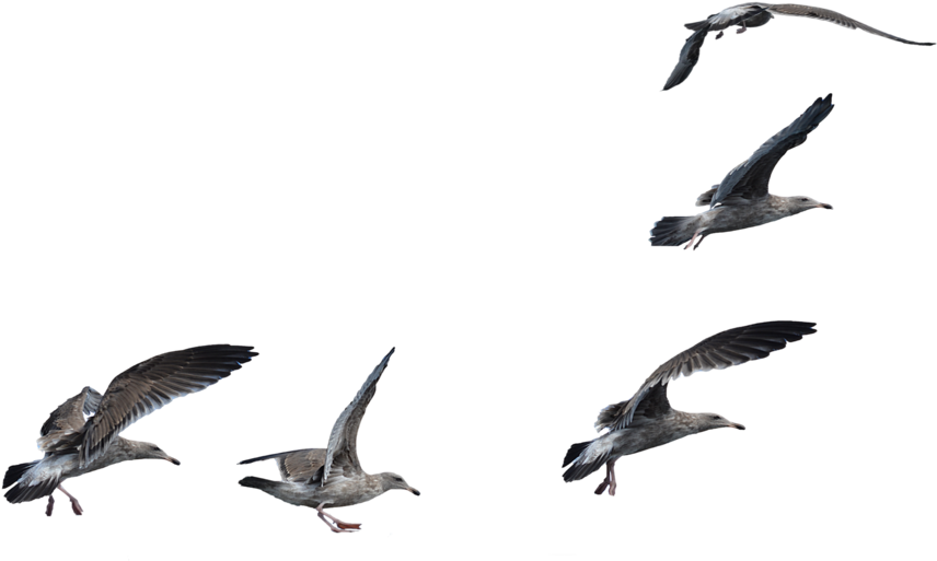 Sea Bird Clipart Seagal - Sea Bird Clipart Seagal (1108x720)