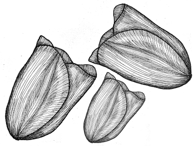 Seasons Unleashed Hafiza Zaman Opened Tulip These - Seasons Unleashed Hafiza Zaman Opened Tulip These (400x300)