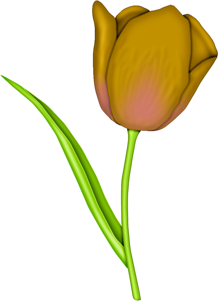Tulip Transparent Translucent - Tulip Transparent Translucent (847x1024)