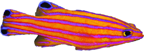 Candy Basslet - Candy Basslet (881x850)