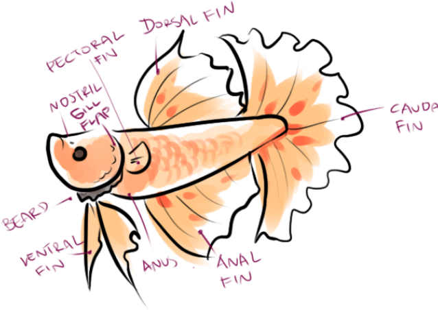 Tropical Fish Clipart Betta Fish - Tropical Fish Clipart Betta Fish (640x480)