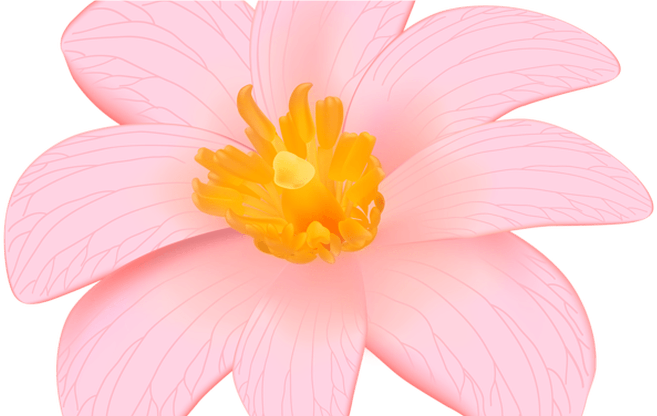 Pin By Hasan Jutt On Flower Designes Pinterest Flower - Pin By Hasan Jutt On Flower Designes Pinterest Flower (1368x855)