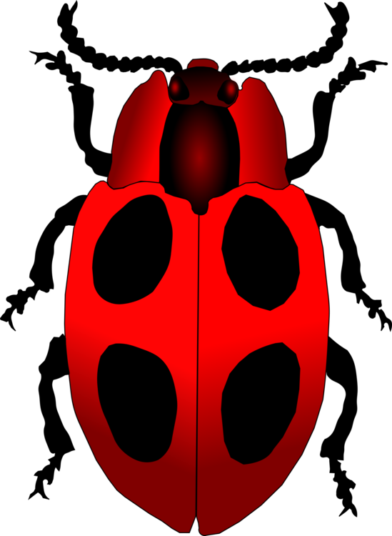 Ladybird Beetle Adrien Agreste Marinette Dupain-cheng - Ladybird Beetle Adrien Agreste Marinette Dupain-cheng (549x750)