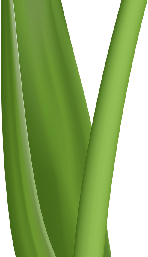 Tulips Clip Art No Backgrounds Clipart Vector Design - Tulips Clip Art No Backgrounds Clipart Vector Design (1368x855)