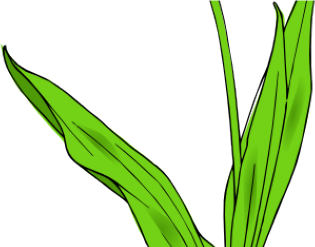 Tulip Clipart Object - Tulip Clipart Object (640x480)