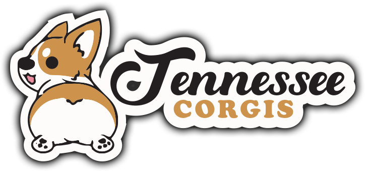 Tennessee Corgis Tennessee Corgis - Tennessee Corgis Tennessee Corgis (818x356)