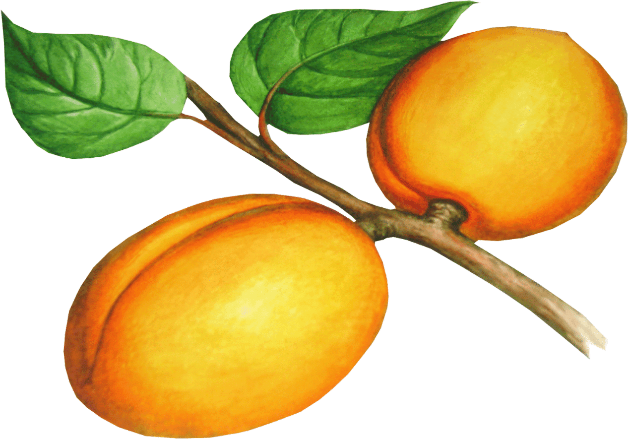 Fruit Clipart Peach - Fruit Clipart Peach (1600x900)