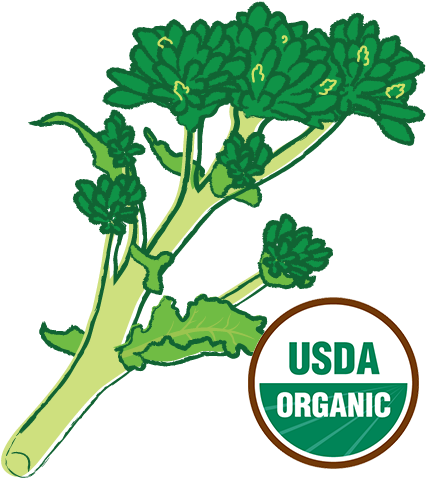 Organic Broccoli Raab - Organic Broccoli Raab (500x500)