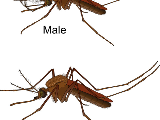 Mosquito Clipart Dirty Body - Mosquito Clipart Dirty Body (640x480)