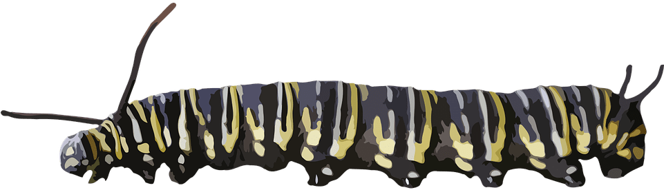 Caterpillar Yellow Black - Caterpillar Yellow Black (960x480)
