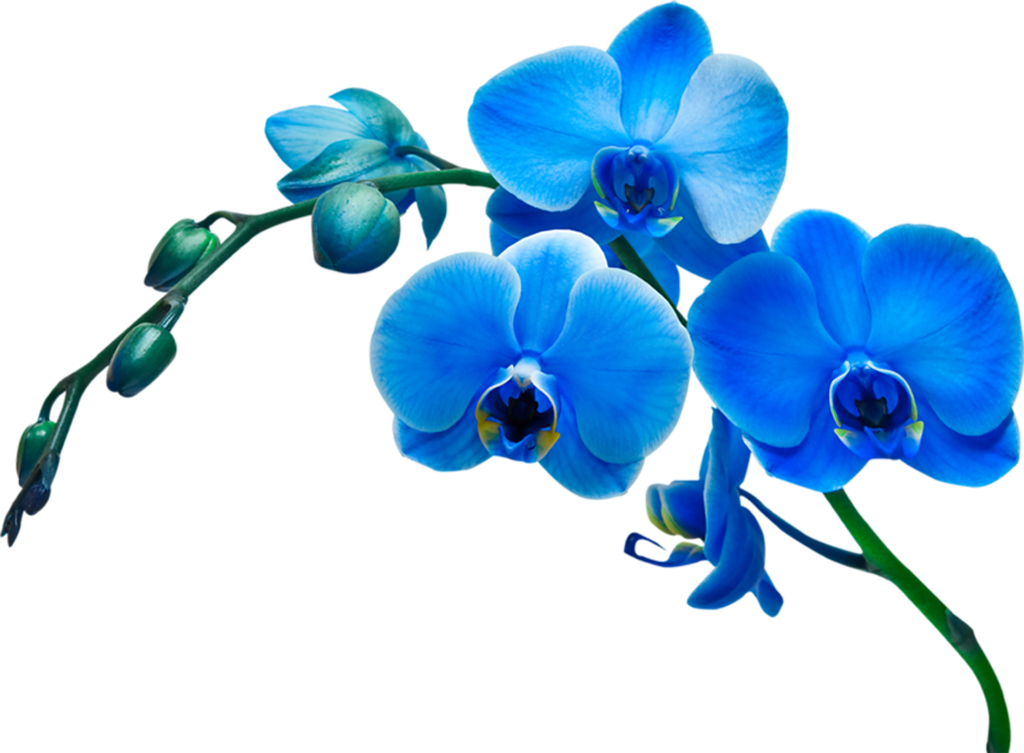 Фотки Blue Orchids, Blue Flowers, Orchid Flowers, Flower - Фотки Blue Orchids, Blue Flowers, Orchid Flowers, Flower (1024x753)