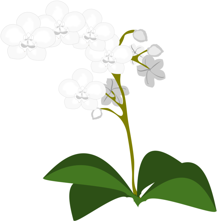 Orchid Clipart Green Orchid - Orchid Clipart Green Orchid (750x750)