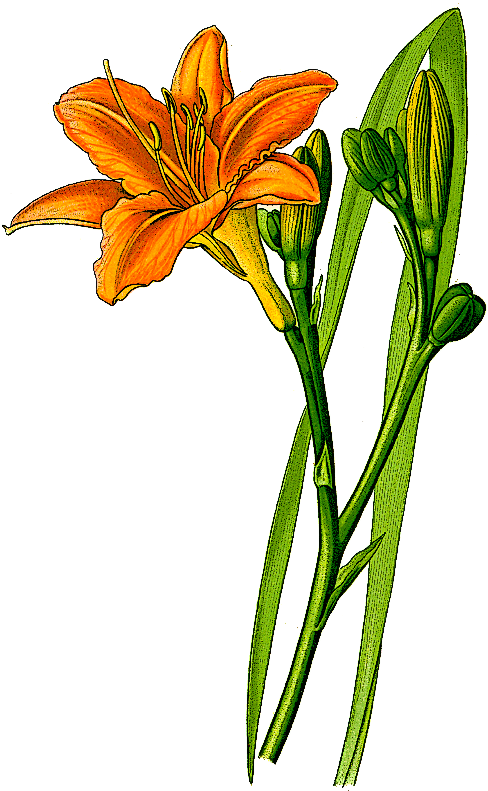 Lily Clipart Orange Lily - Lily Clipart Orange Lily (503x800)