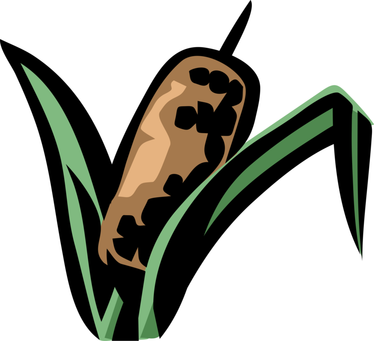 Cattail Bulrushes In Wetlands - Cattail Bulrushes In Wetlands (768x700)