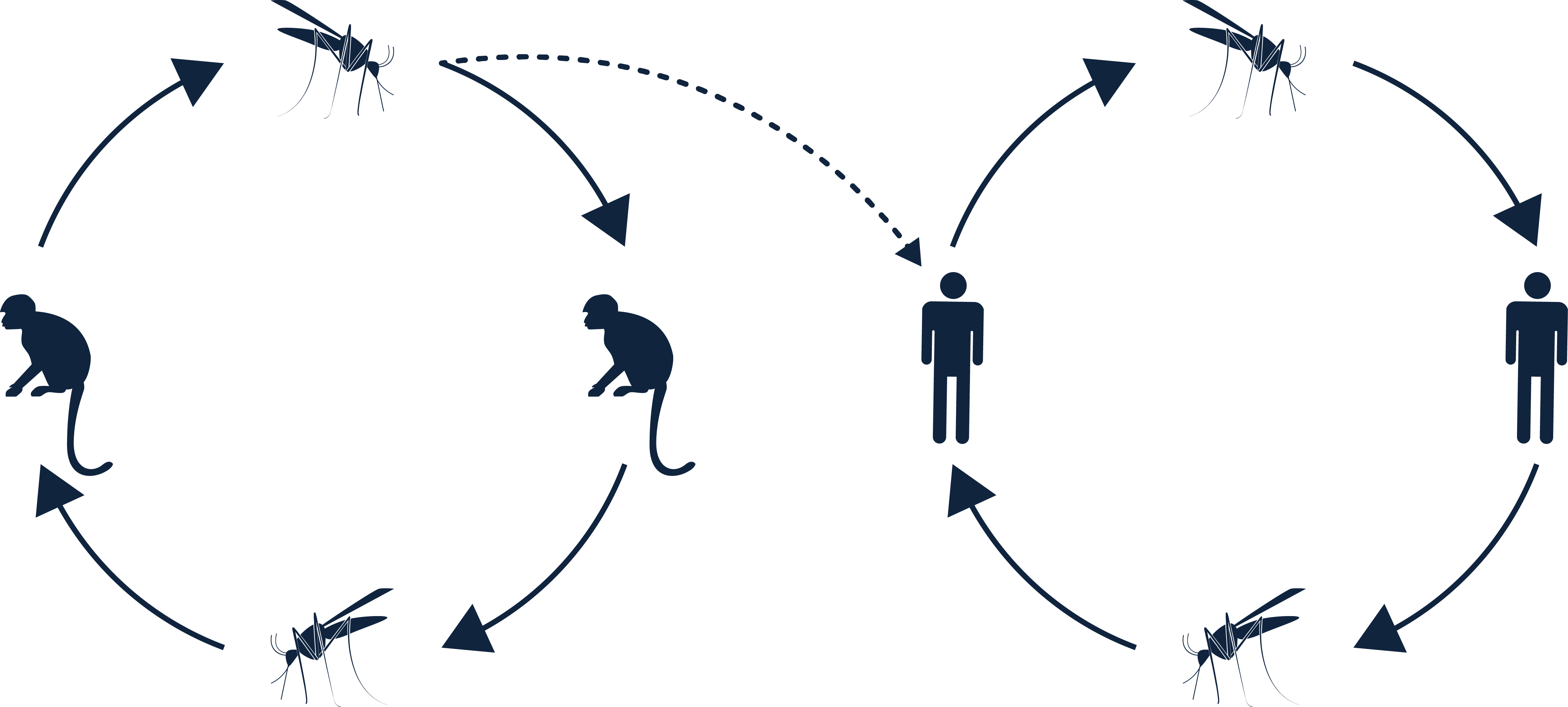 Fever Transmission Cycle - Fever Transmission Cycle (4866x2193)