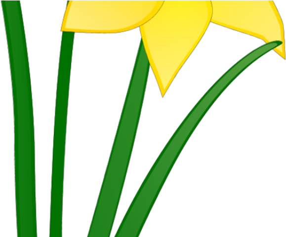 Clip Art Library Library Daffodil Clipart Spring Break - Clip Art Library Library Daffodil Clipart Spring Break (640x480)
