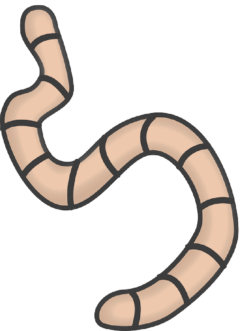 Worm Clipart Transparent Background , Png Download - Worm Clipart Transparent Background , Png Download (800x1103)