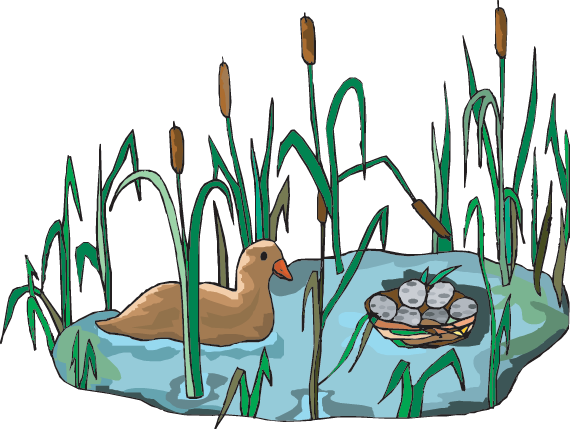 A Wetland Habitat - A Wetland Habitat (570x429)