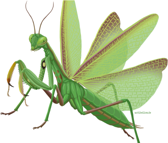 Mantis Clipart Grasshopper - Mantis Clipart Grasshopper (640x480)