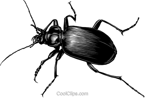 Beetle Royalty Free Vector Clip Art Illustration - Beetle Royalty Free Vector Clip Art Illustration (480x326)