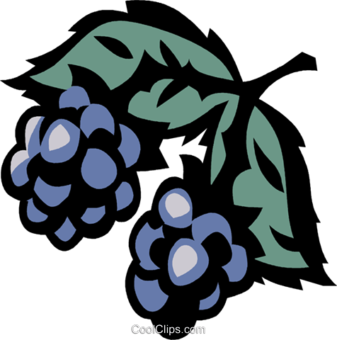 Wild Berries Royalty Free Vector Clip Art Illustration - Wild Berries Royalty Free Vector Clip Art Illustration (476x480)