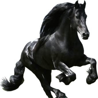 Horse Rider Transparent Image - Horse Rider Transparent Image (350x350)