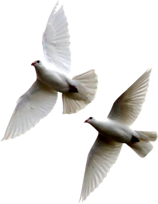 White Dove Flying Png - White Dove Flying Png (311x400)