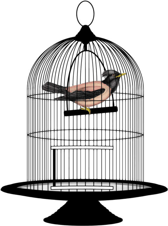 This Png File Is About Wires , Clipart , Cage , Mesh - This Png File Is About Wires , Clipart , Cage , Mesh (800x865)