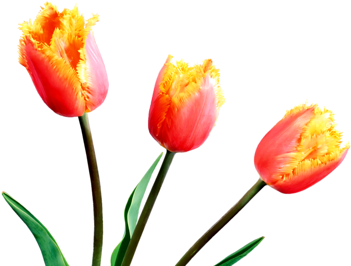 Spring Tulips Spring Flowers, Tulips, Clip Art, Tulips - Spring Tulips Spring Flowers, Tulips, Clip Art, Tulips (1280x960)