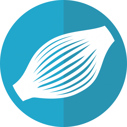Muscle Fibers Icon,muscle Fibres Icon,muscle - Muscle Fibers Icon,muscle Fibres Icon,muscle (500x500)