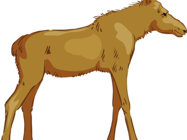 Moose Clipart Canada - Moose Clipart Canada (640x480)