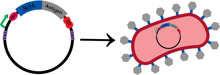 Clip Art Free Library Disease Clipart Ebola Symptom - Clip Art Free Library Disease Clipart Ebola Symptom (800x400)