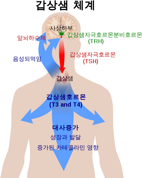 Thyroid Stimulating Hormone Tsh Cleveland Heartlab - Thyroid Stimulating Hormone Tsh Cleveland Heartlab (517x600)