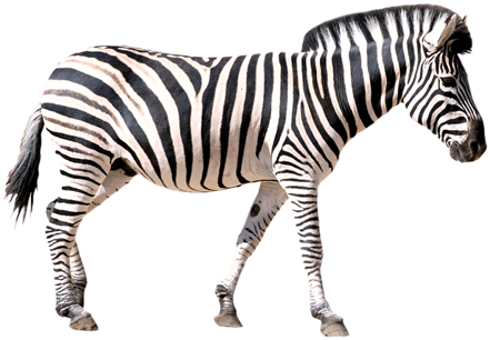 Welcome To Our Hand Picked Drawings Of Zebras Clipart - Welcome To Our Hand Picked Drawings Of Zebras Clipart (445x355)