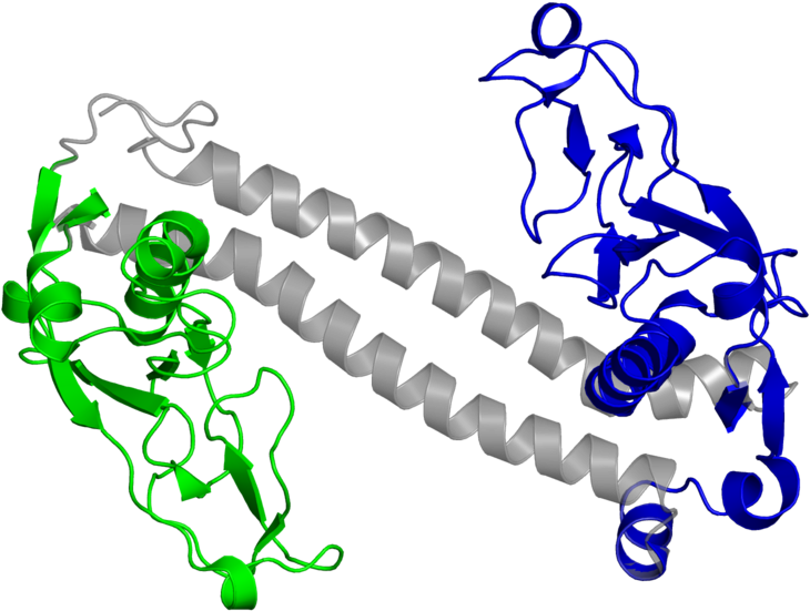 <div Class='caption-body'>2 Copies Of Cath Domain - <div Class='caption-body'>2 Copies Of Cath Domain (800x800)
