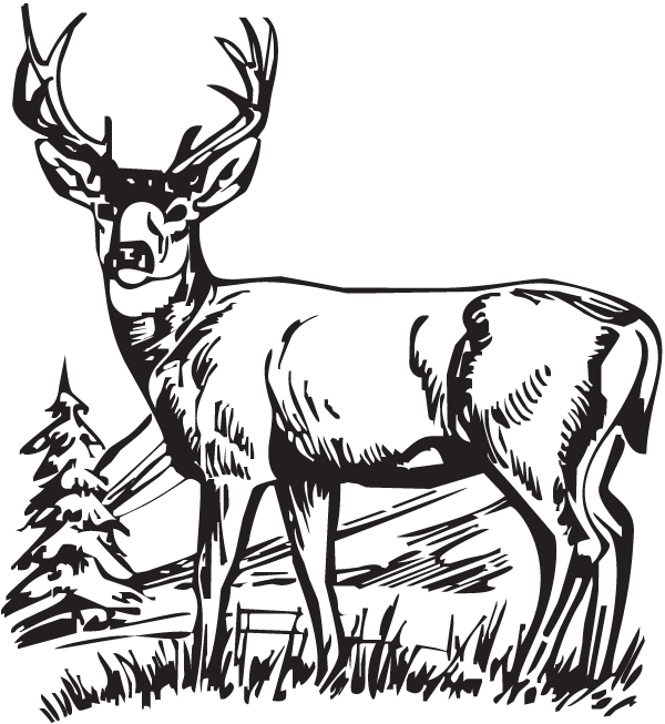 Hunting Deer Drawings Clipart White-tailed Deer Deer - Hunting Deer Drawings Clipart White-tailed Deer Deer (600x653)