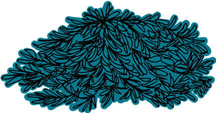 There Are Groundcovers That Prefer Deep Shade And Others - There Are Groundcovers That Prefer Deep Shade And Others (433x361)