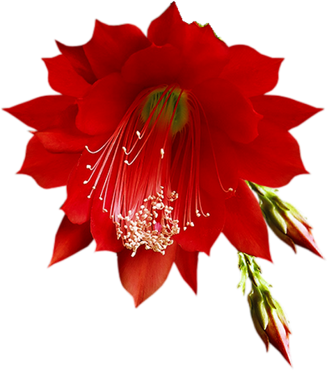 Tube Flores-flor Vermelha Flower Clipart, Hibiscus, - Tube Flores-flor Vermelha Flower Clipart, Hibiscus, (469x591)