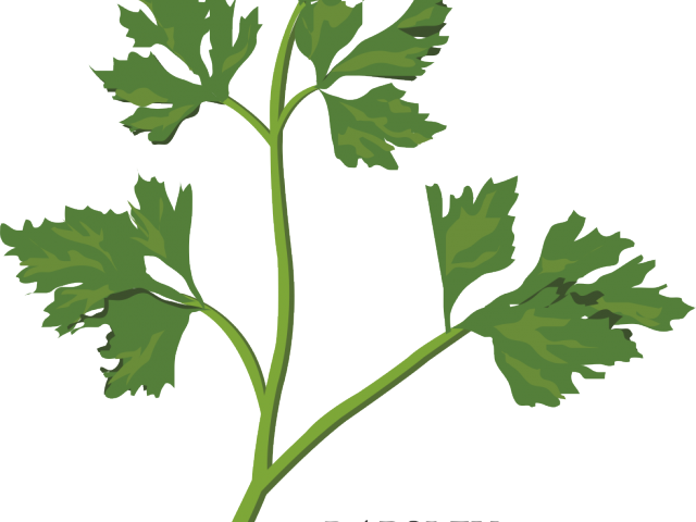 Herbs Clipart Coriander Plant - Herbs Clipart Coriander Plant (640x480)