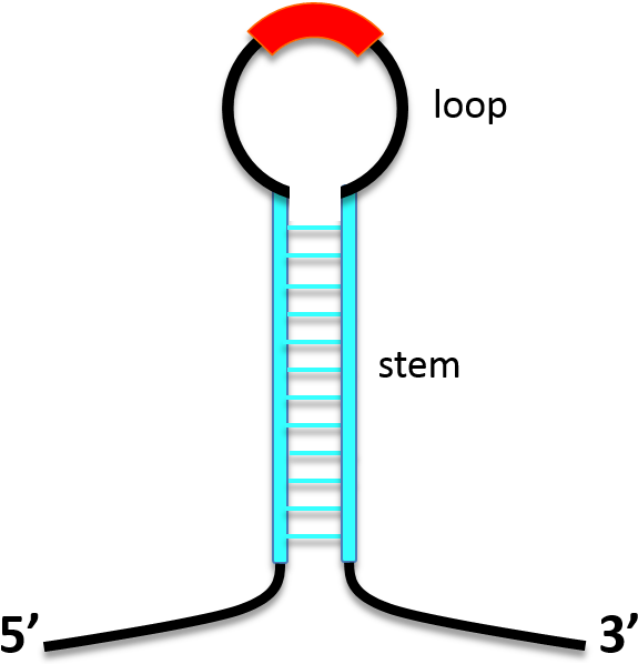 2 Stem Structure Stabilizes Asrna - 2 Stem Structure Stabilizes Asrna (640x632)
