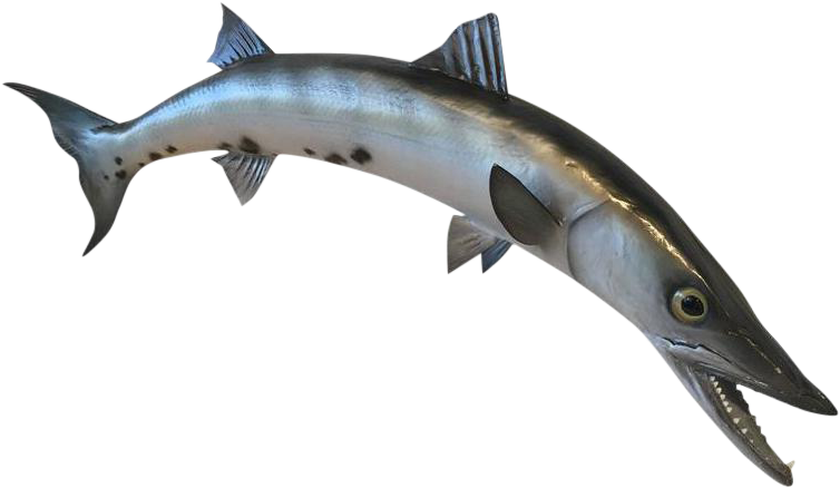 Fins Clipart Bony Fish - Fins Clipart Bony Fish (837x486)