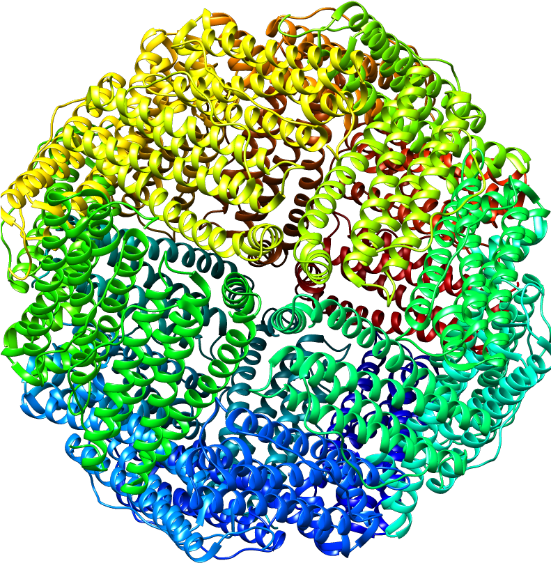 Horse Apo Ferritin - Horse Apo Ferritin (790x849)