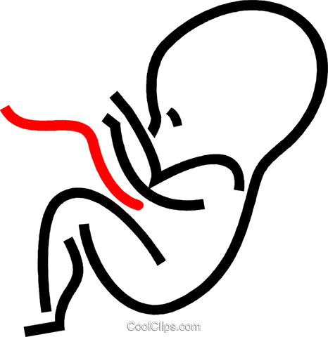 Human Fetus Royalty Free Vector Clip Art Illustration - Human Fetus Royalty Free Vector Clip Art Illustration (466x480)