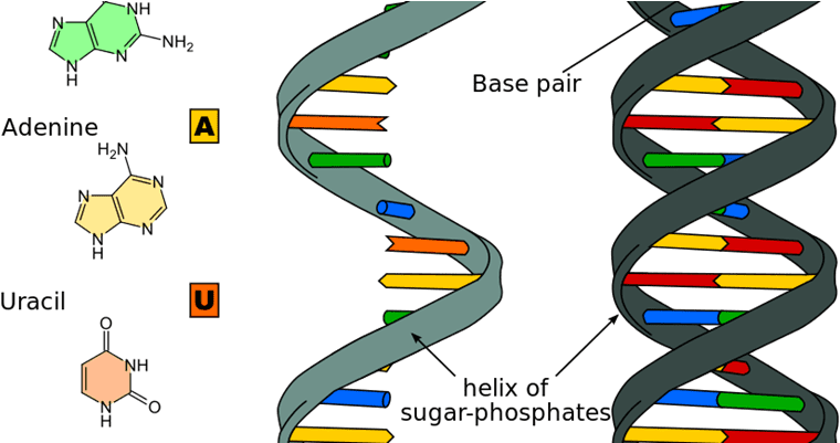 Differential Rna Expression In Late Onset Fetal Growth - Differential Rna Expression In Late Onset Fetal Growth (800x400)