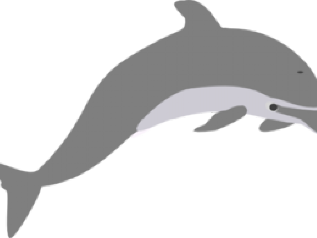 Grey Clipart Bottlenose Dolphin - Grey Clipart Bottlenose Dolphin (640x480)