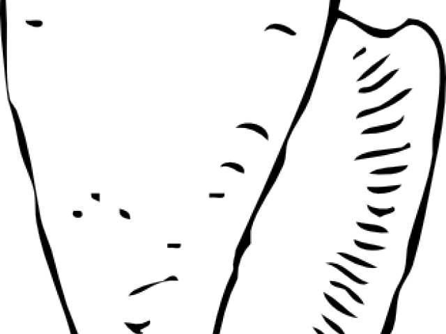 Shells Clipart - Shells Clipart (640x480)